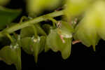 Buckwheat tree <BR>Black titi